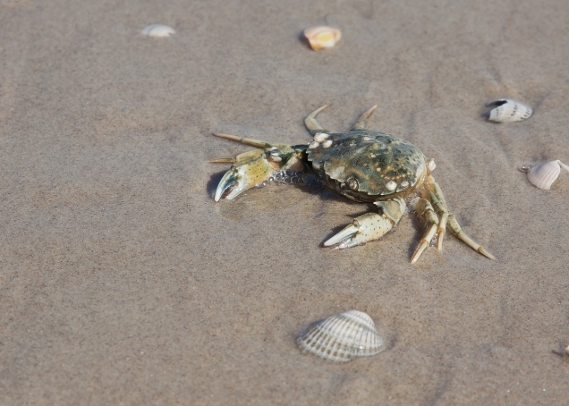 Krabbe am Strand und Muscheln 